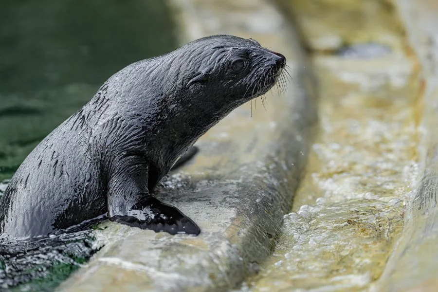 Jabulani hauling out of the pool