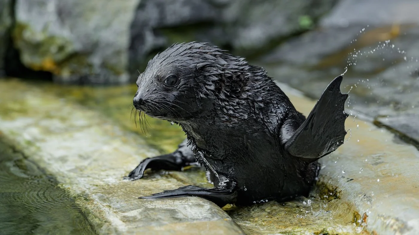 Jabulani shaking water off his flipper